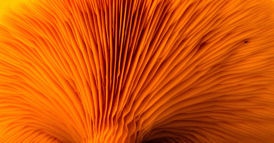 orangener Vitalpilz als Nahaufnahme