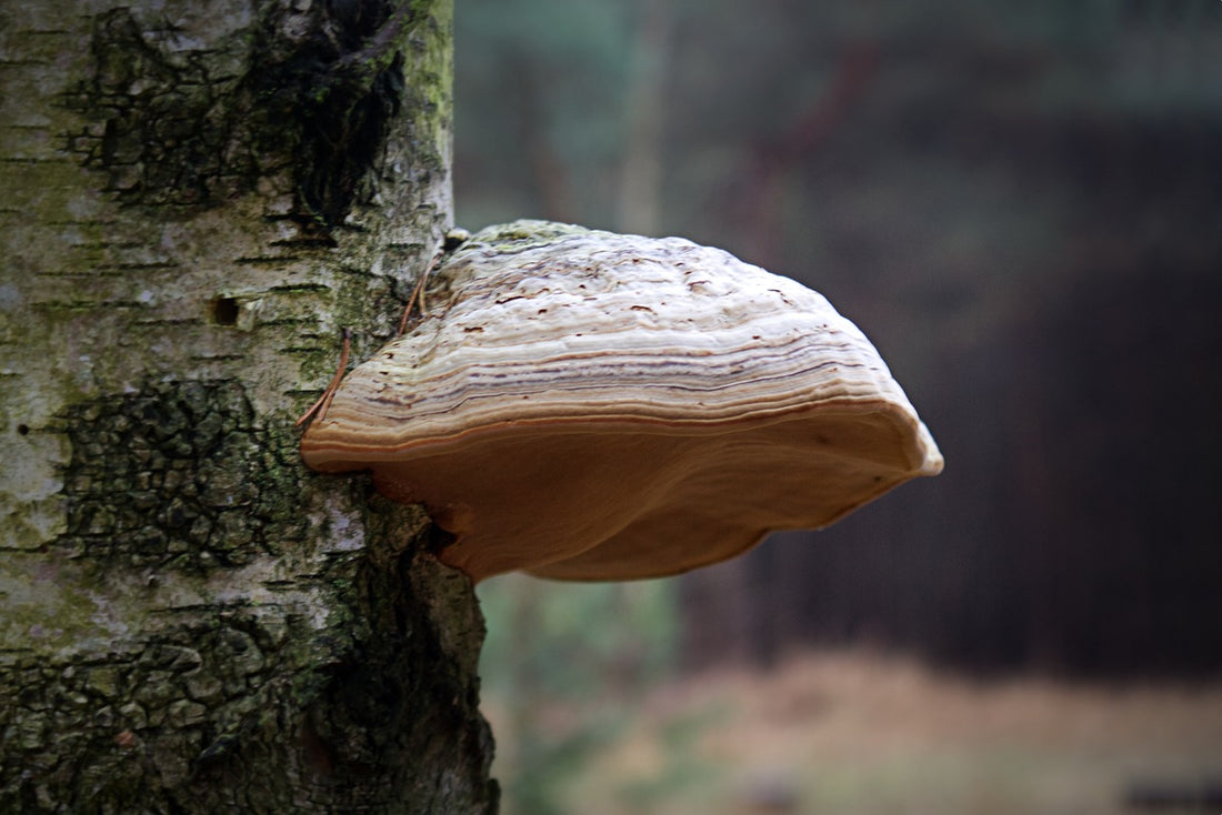 Reishi: Der König der Heilpilze und seine Vorteile für deine Gesundheit