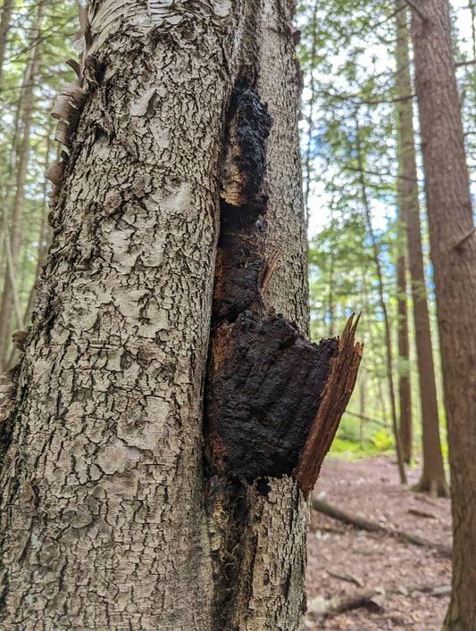 A Tree with a Chaga Mushroom growing on it